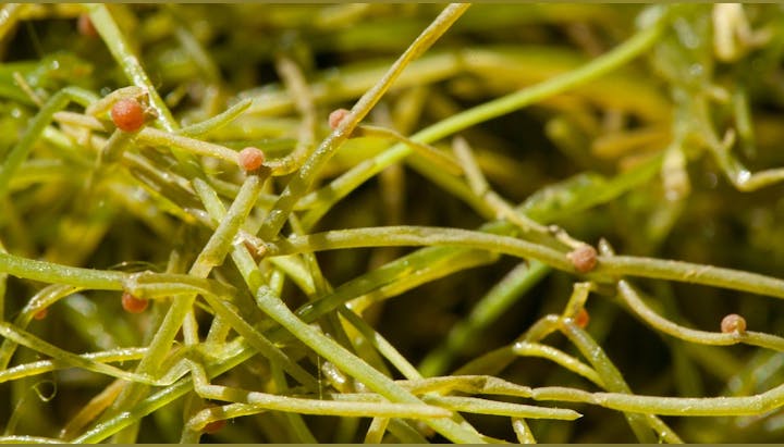 Close-up of green algae with thin, tangled strands and small, round pinkish formations.