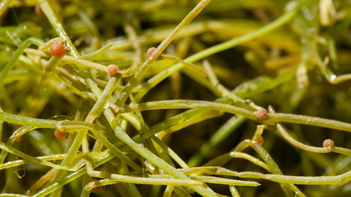 Close-up of green algae with thin, tangled strands and small, round pinkish formations.