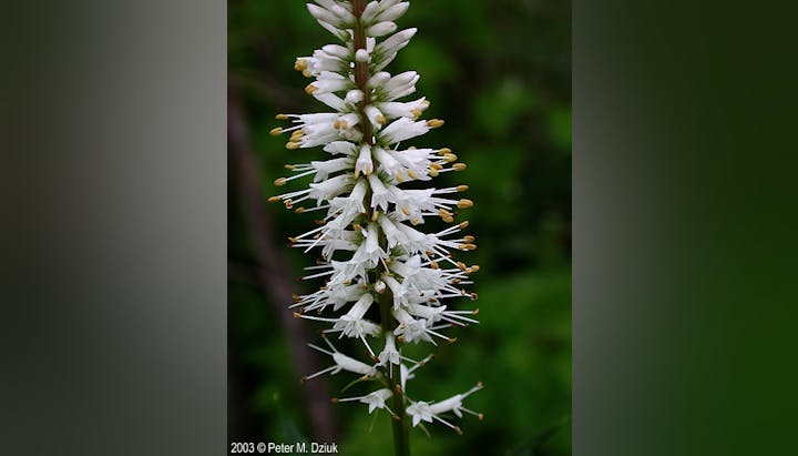 Close-up of a white wildflower spike with tubular flowers and yellow anthers against a green background.