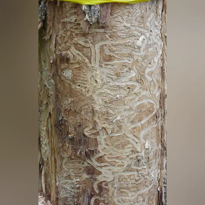 The image shows a tree trunk with intricate patterns of bark damage, likely caused by insect activity or woodborers.