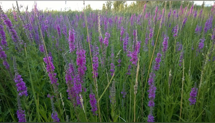 Purple wildflowers in a lush green field under a clear sky.