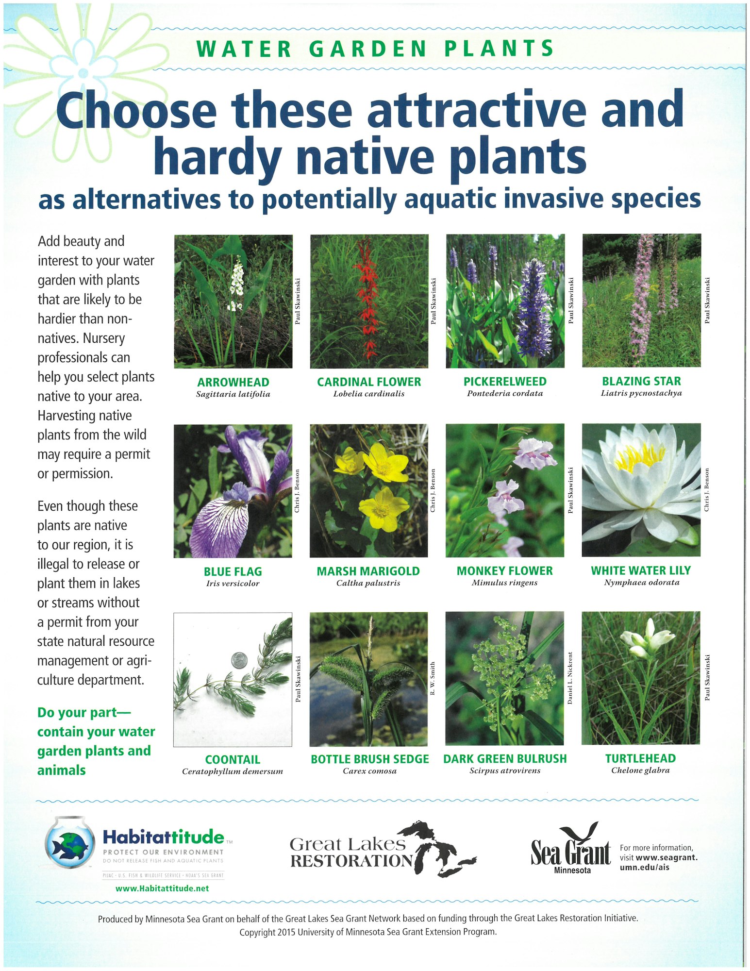 Guide on hardy native water garden plants as alternatives to invasive species, featuring 11 plant options for local environments.