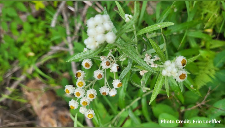 White wildflowers with green leaves, tiny black insect on one flower, surrounded by greenery.