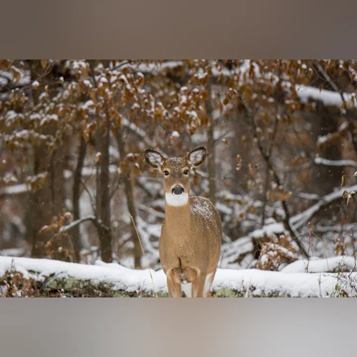 A deer stands in a snowy forest with brown leaves.