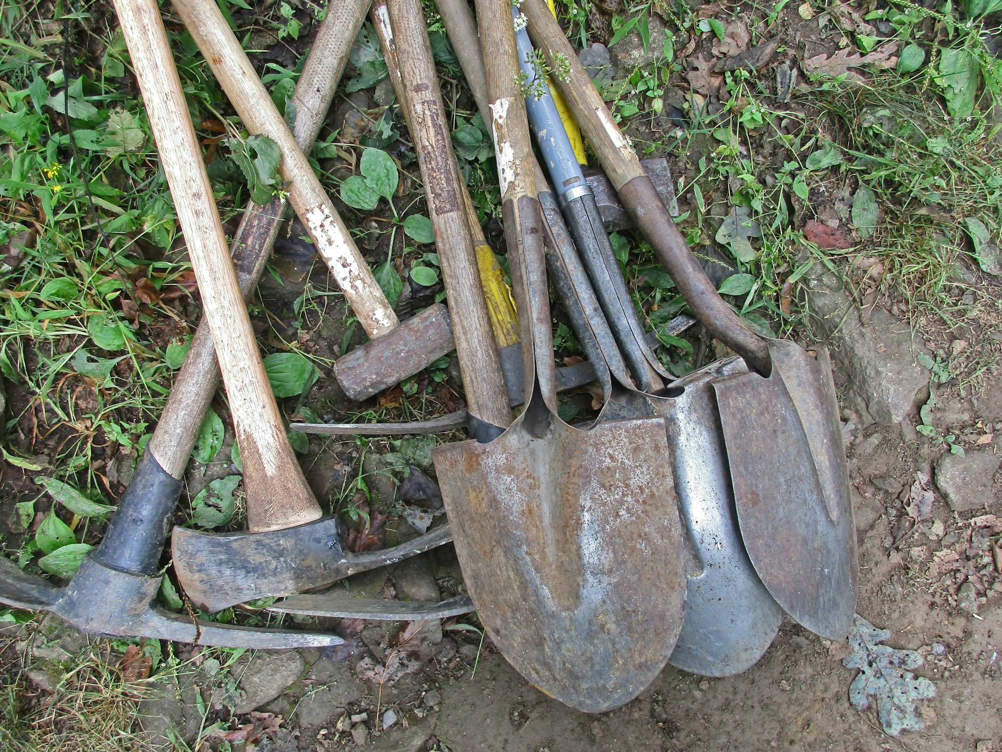 A collection of various gardening tools, including shovels and picks, resting on the ground among grass and leaves.
