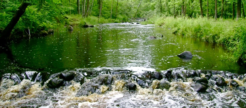 A forest stream flows over rocks, surrounded by lush green trees and vegetation.