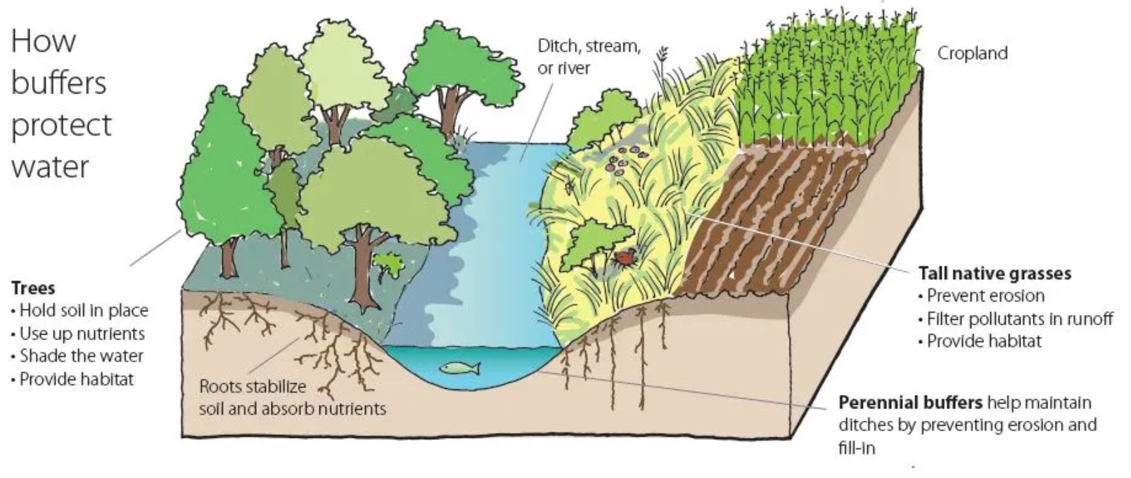 Diagram showing buffer zones with trees and grasses protecting water by stabilizing soil, absorbing nutrients, and preventing erosion.