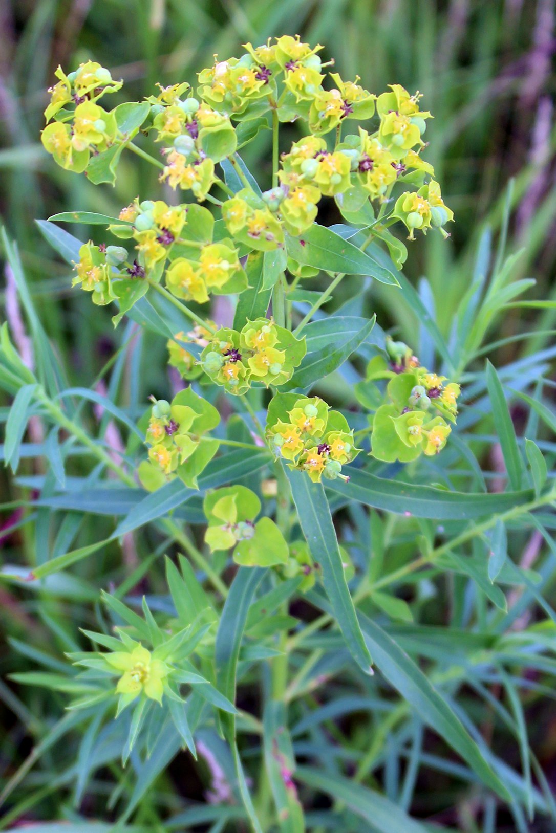 A green plant with small yellow flowers and slender leaves, set against a background of grass.