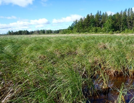A marshy landscape with tall grasses, a small patch of water, and a forest in the background under a blue sky.
