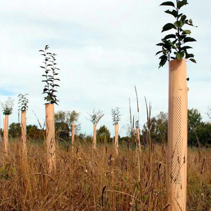 The image shows young trees surrounded by protective tubes, growing in a grassy field under a cloudy sky.