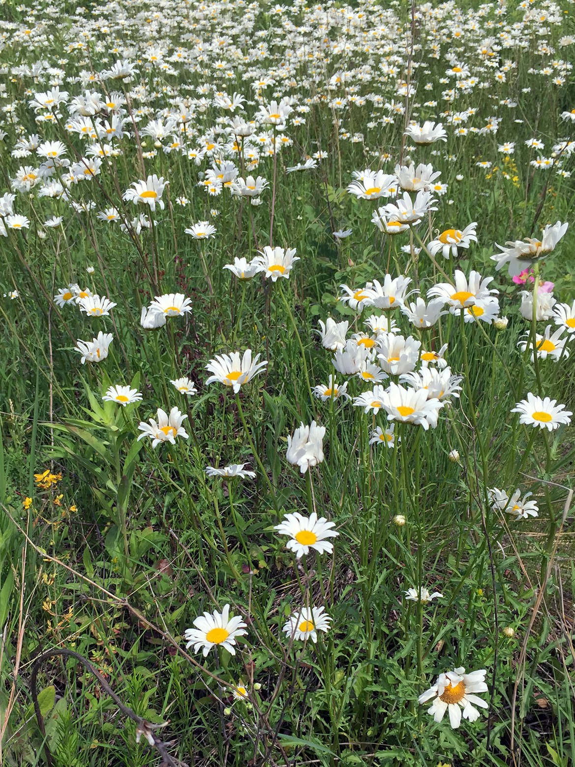 A field of blooming white daisies with yellow centers and green foliage.