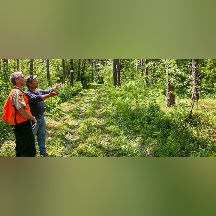 Two people stand on a forest path, one in a safety vest gesturing towards the trees, surrounded by lush greenery.