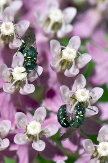 Two iridescent green insects on small pink and white flowers.