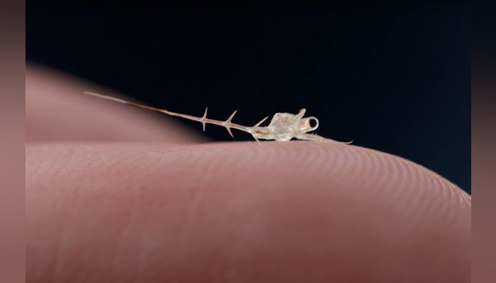 A tiny, transparent sea creature resting on a fingertip.