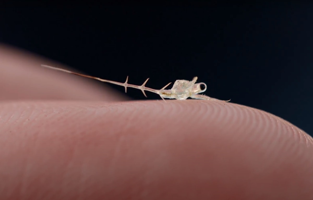 A tiny, transparent sea creature resting on a fingertip.