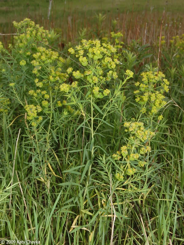 Tall green plants with clusters of small yellow flowers in a grassy area.