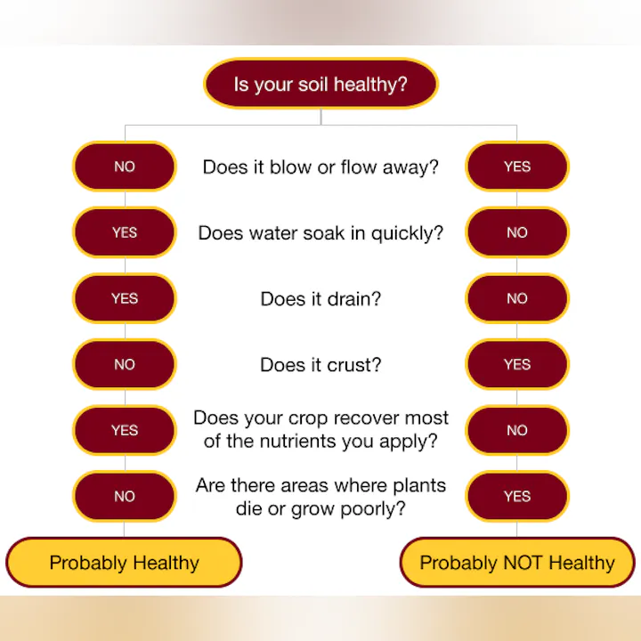 Flowchart for soil health assessment with yes/no questions, ends with "Probably Healthy" or "Probably NOT Healthy."