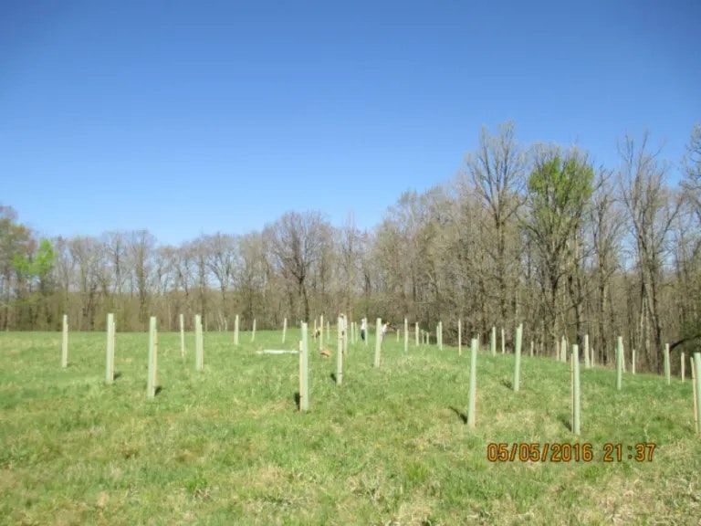 A grassy field with tree tubes for saplings under a clear blue sky. Trees line the background.