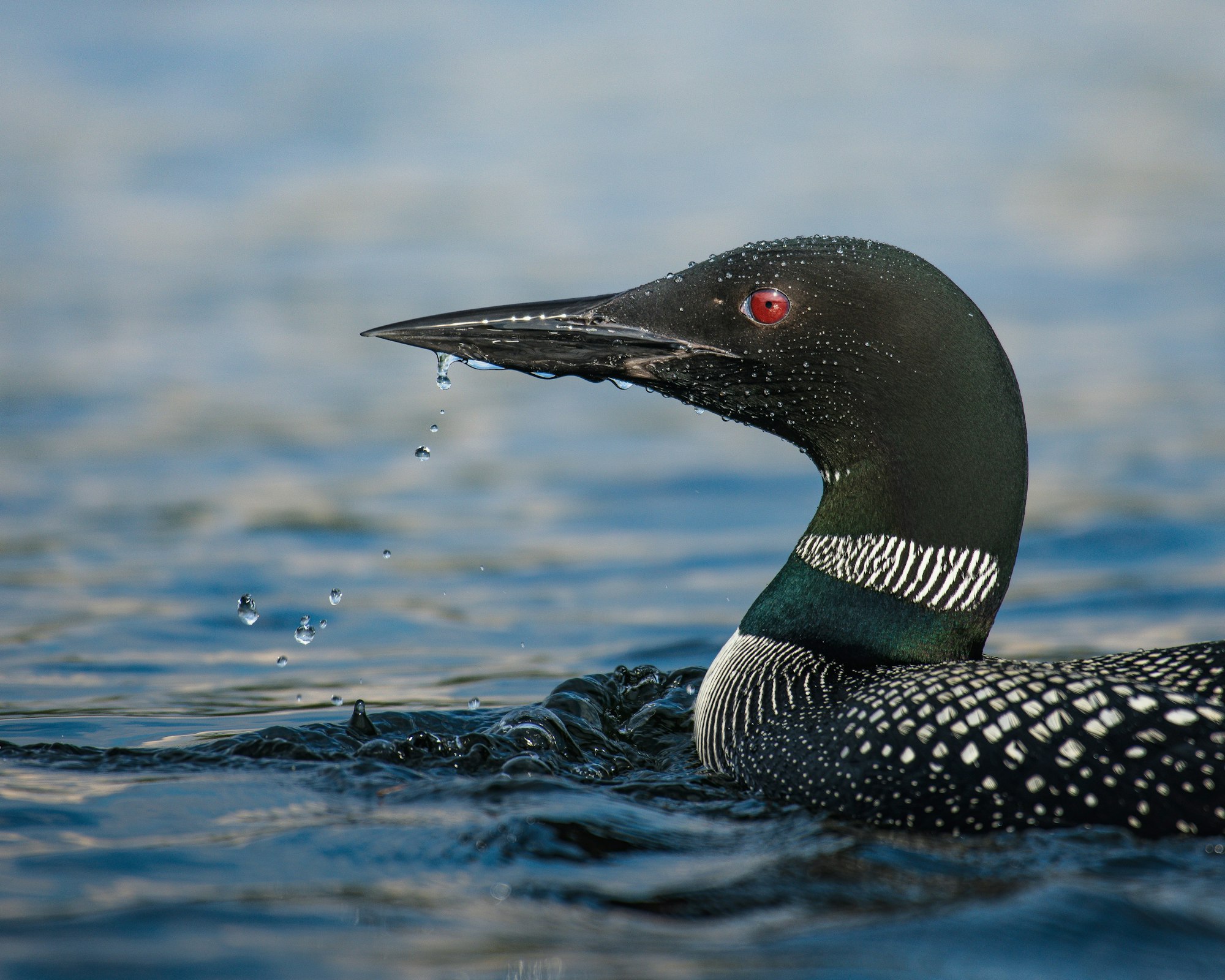 A loon with striking red eyes and intricate black-and-white plumage floats on water with droplets falling from its beak.