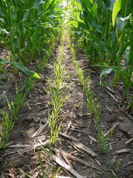 A close-up of young plants growing between rows of mature corn in a field.