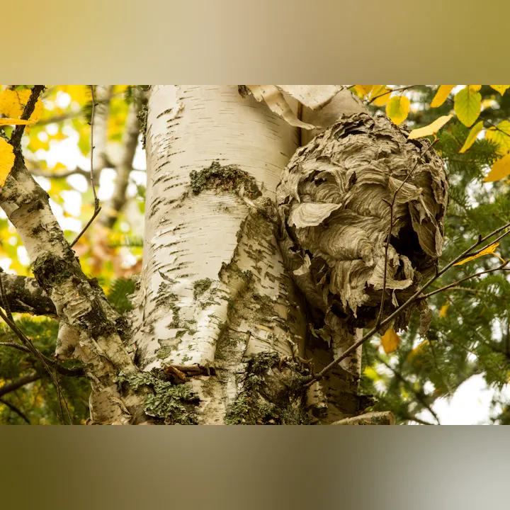 A wasp nest attached to a birch tree trunk with peeling bark.