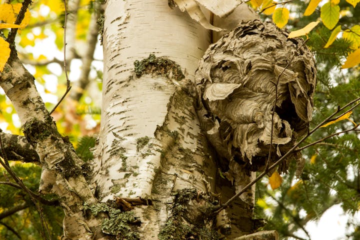 A wasp nest attached to a birch tree trunk with peeling bark.