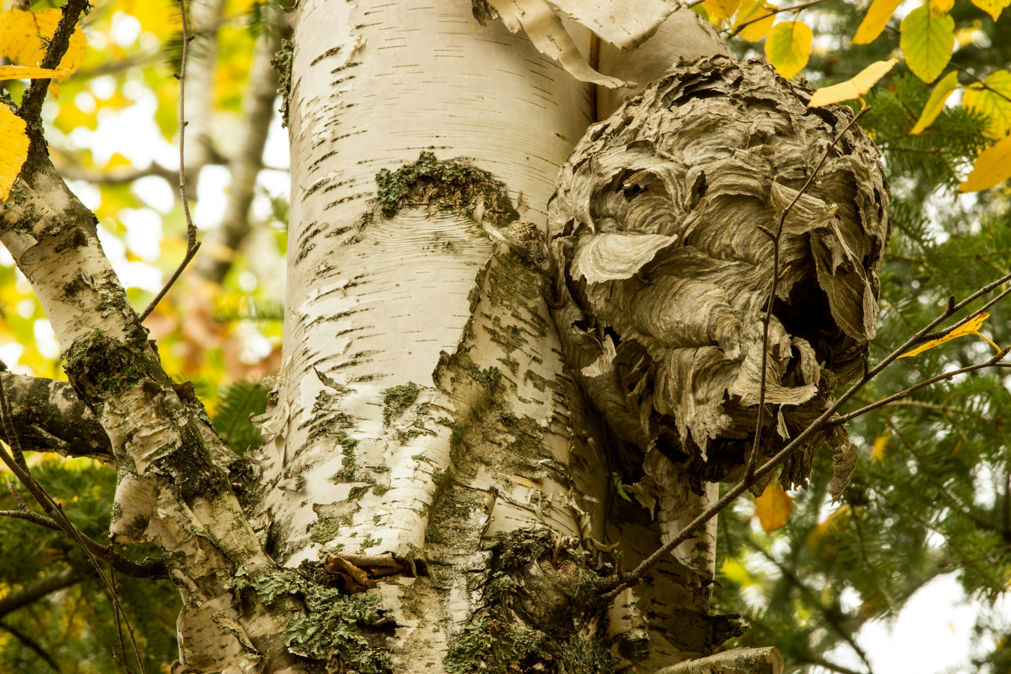 A wasp nest attached to a birch tree trunk with peeling bark.