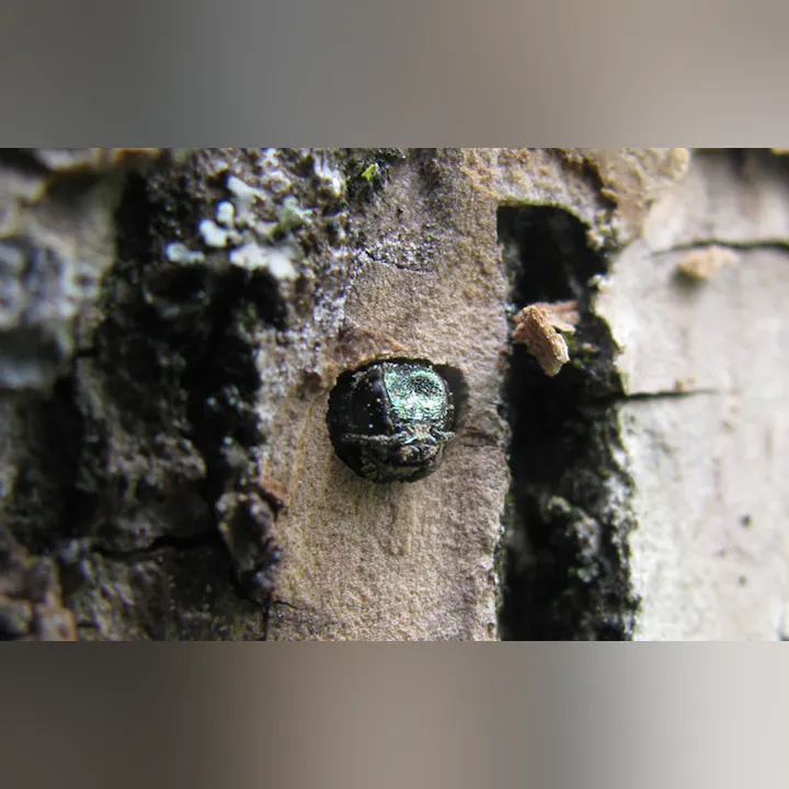 The image shows a shiny, round insect, possibly a beetle, embedded in the bark of a tree.