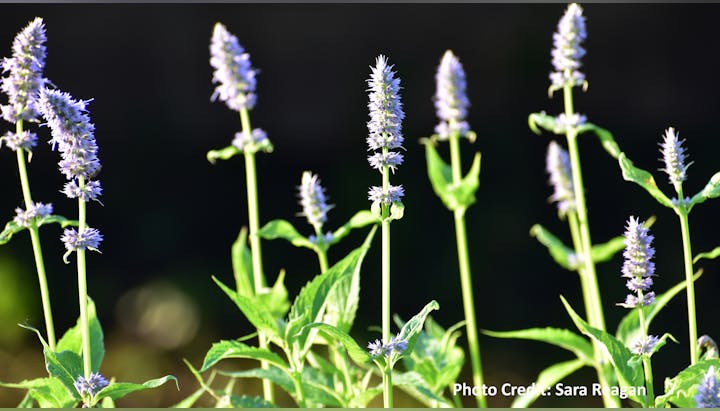 Tall stalks with purple flowers and green leaves against a dark background.