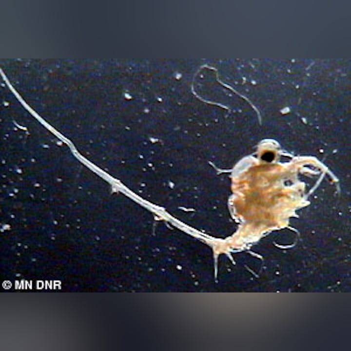Close-up of a small aquatic organism with a long tail and spiky extensions, against a dark background.