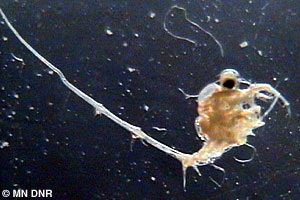 Close-up of a small aquatic organism with a long tail and spiky extensions, against a dark background.