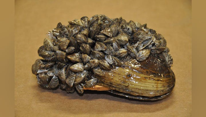 A cluster of zebra mussels attached to a larger shell or rock.