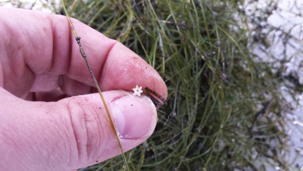A hand holding a small, white star-shaped object, with green aquatic plants in the background.
