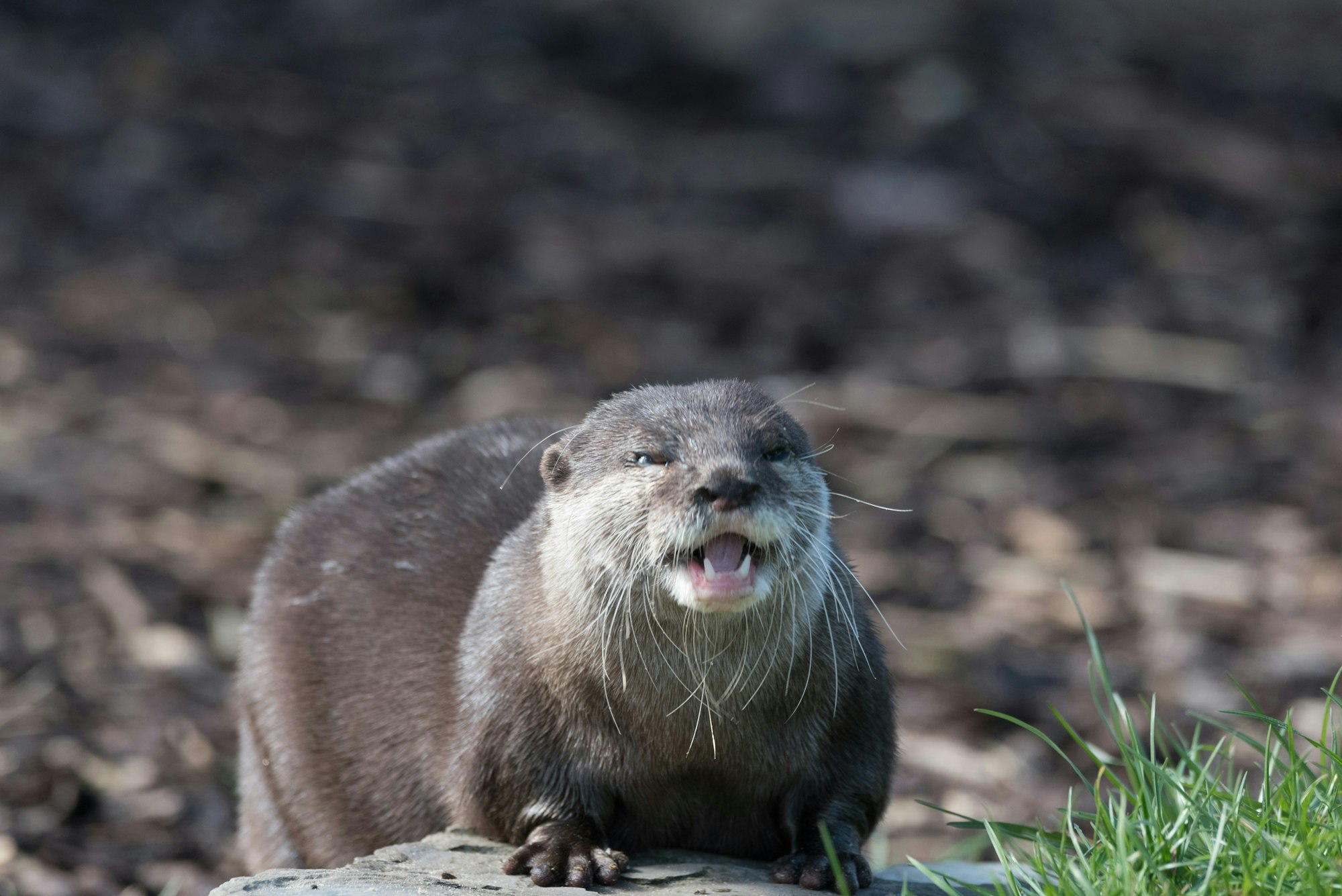 A small otter with its mouth open, standing on a rock surrounded by grass and a blurred background.