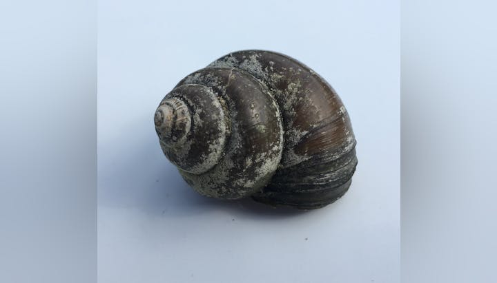 A close-up of a dark, textured snail shell with a spiral pattern on a light background.