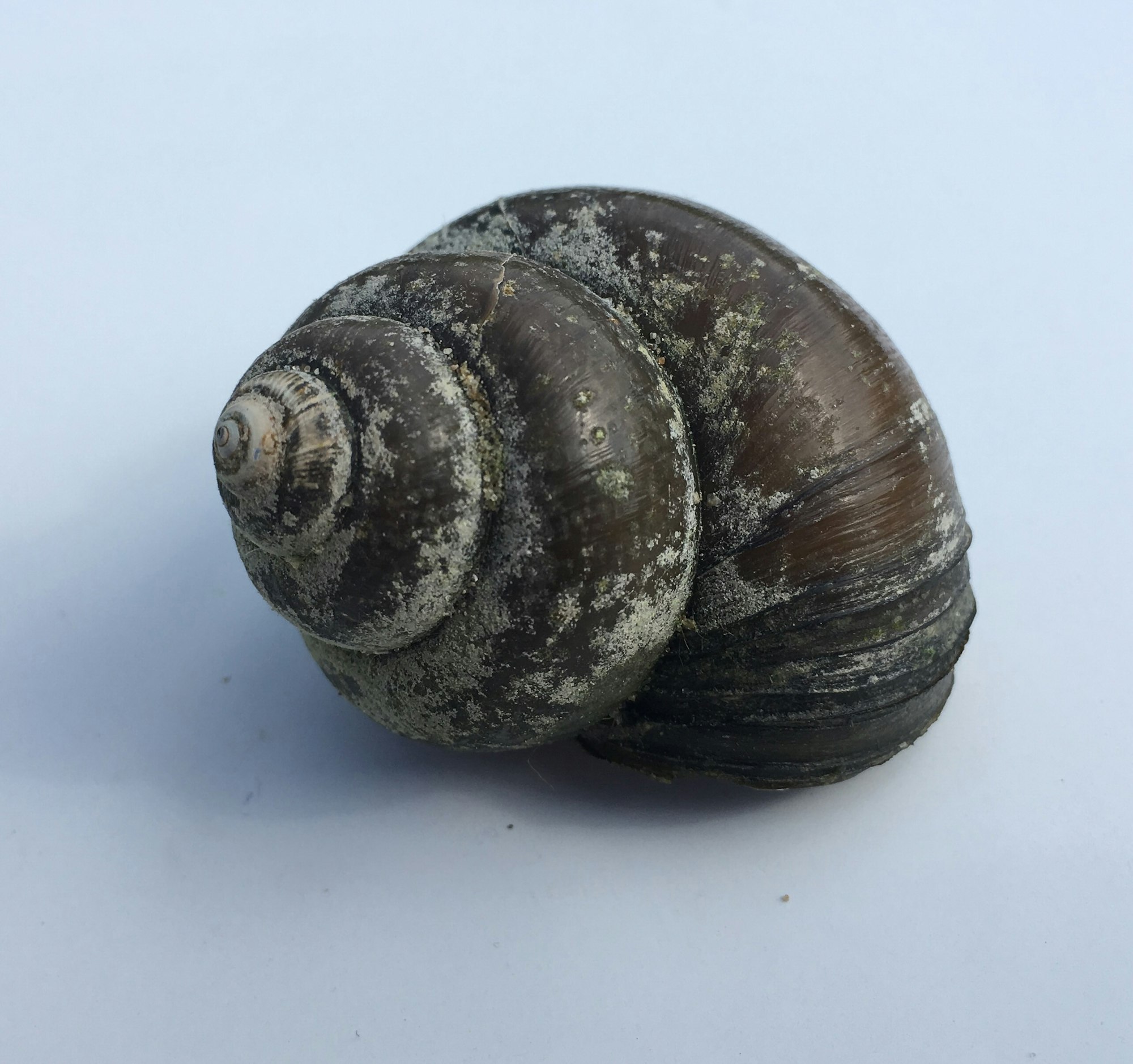 A close-up of a dark, textured snail shell with a spiral pattern on a light background.