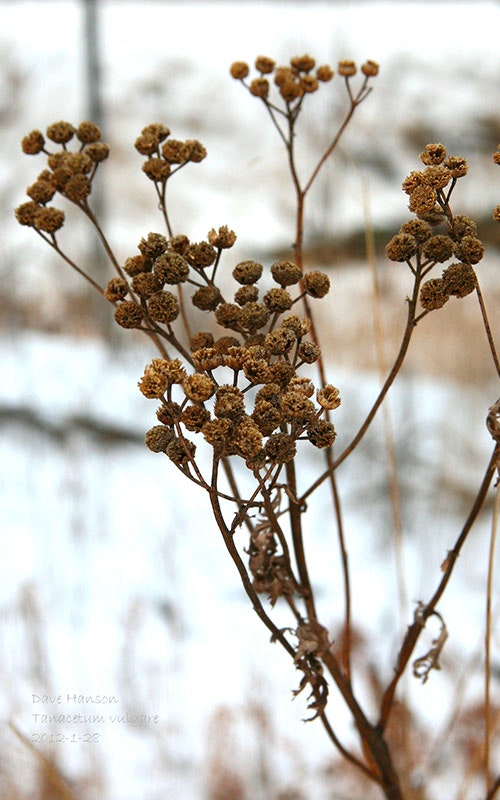 Dry tanacetum vulgare (tansy) plant with brown clusters against a snowy background.