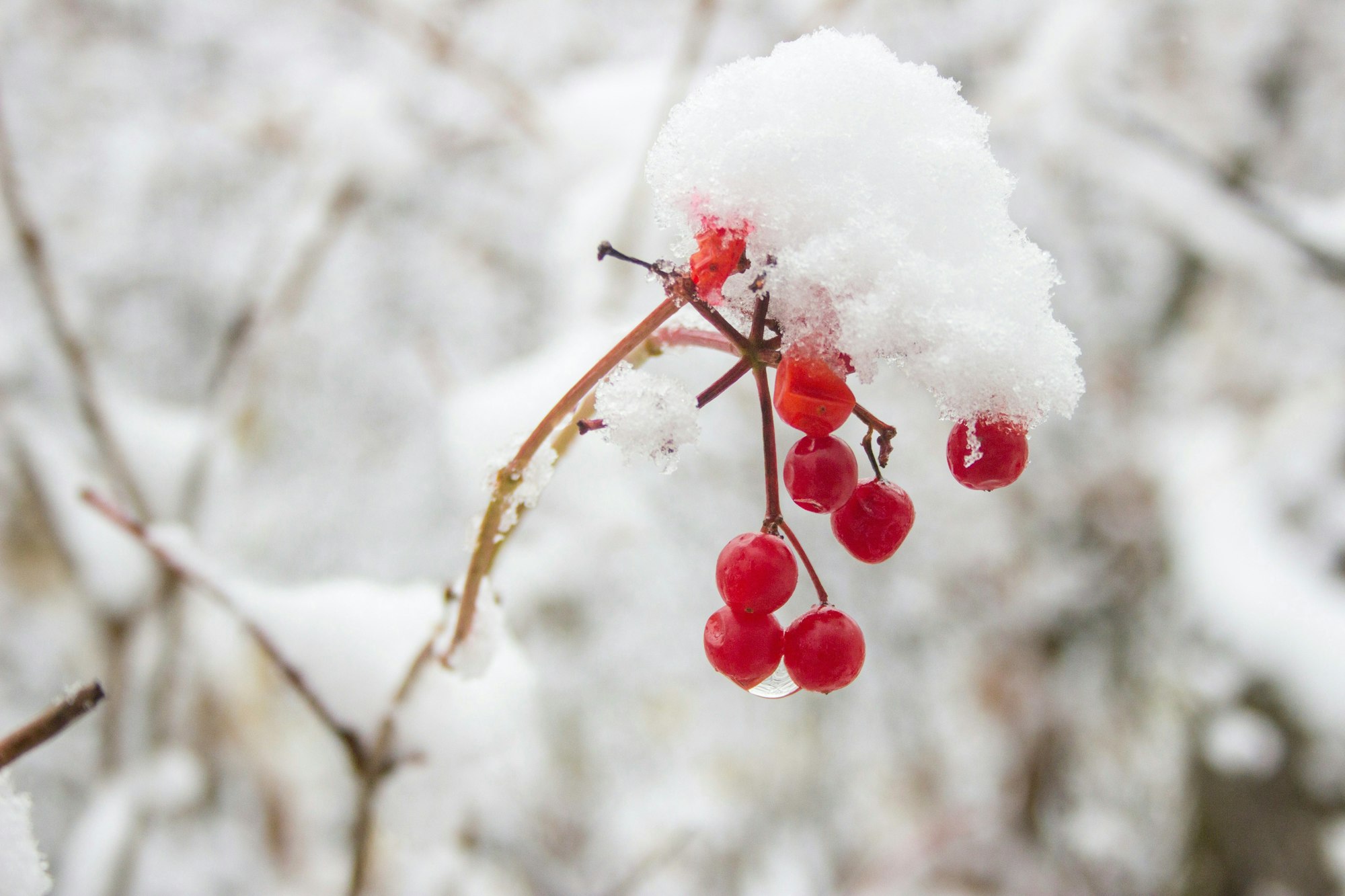 Red berries covered with snow on a branch.