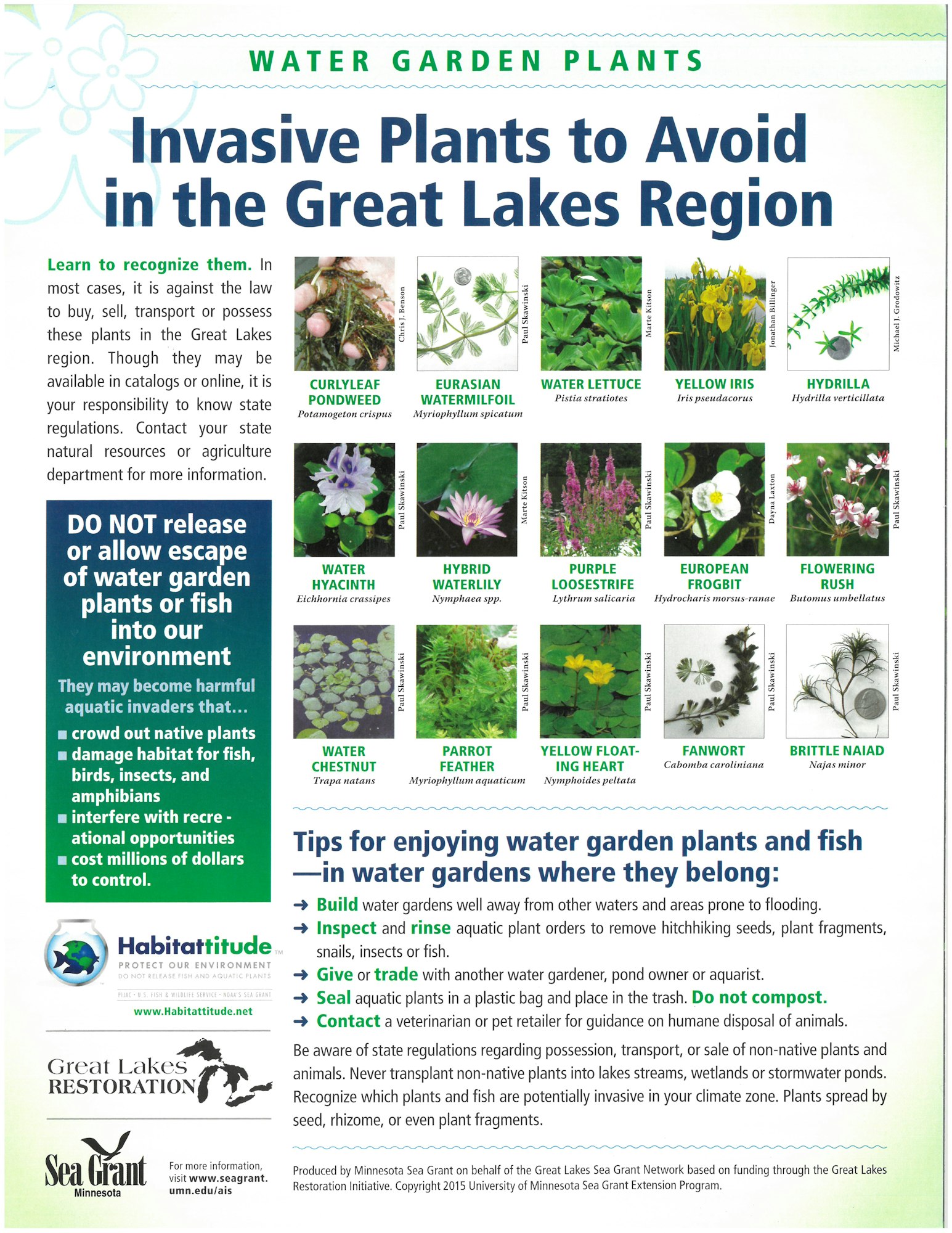 Invasive plants to avoid in the Great Lakes: curlyleaf pondweed, Eurasian watermilfoil, water lettuce, yellow iris, hydrilla, etc.