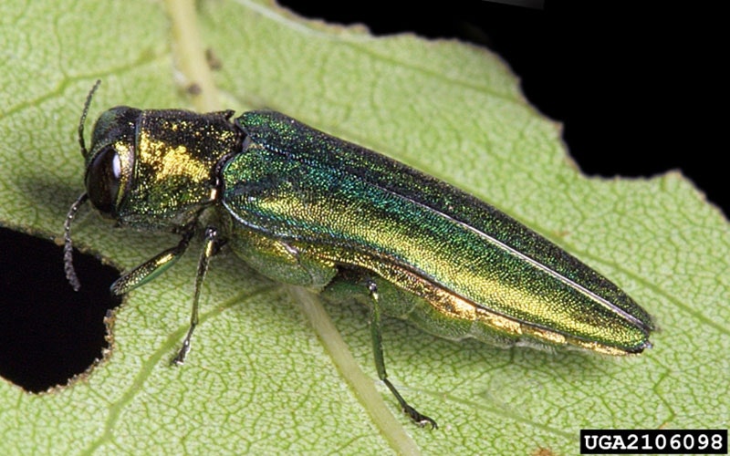 A metallic green beetle, known as the emerald ash borer, on a green leaf.