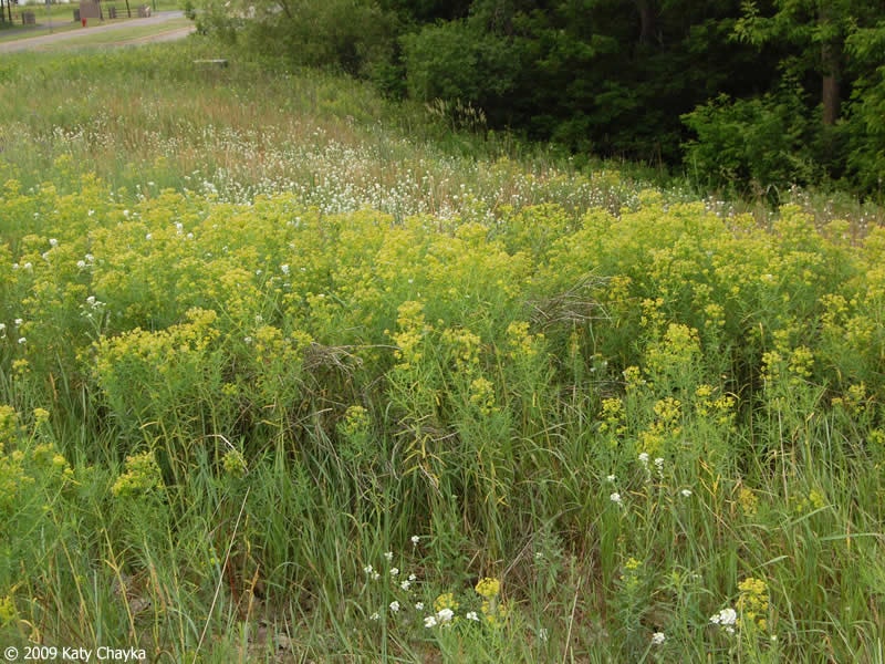 Wildflowers and tall grasses with yellow blooms in a grassy area near a road and trees.