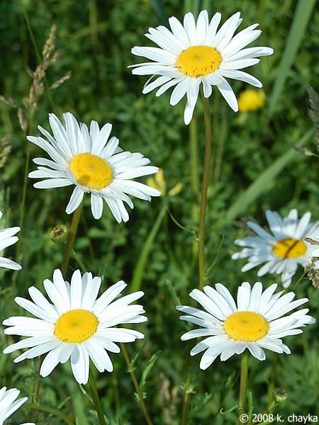 A cluster of daisies with white petals and yellow centers against a green background.