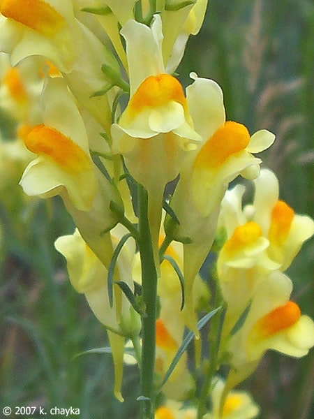 A close-up of yellow and orange flowers with green stems and leaves.