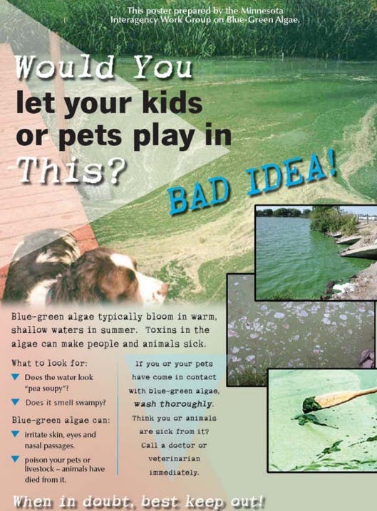 Poster warning against letting kids and pets play in water with blue-green algae due to health risks.