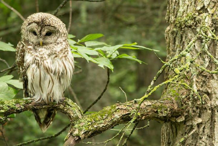 An owl perched on a mossy tree branch, surrounded by green leaves in a forest setting.