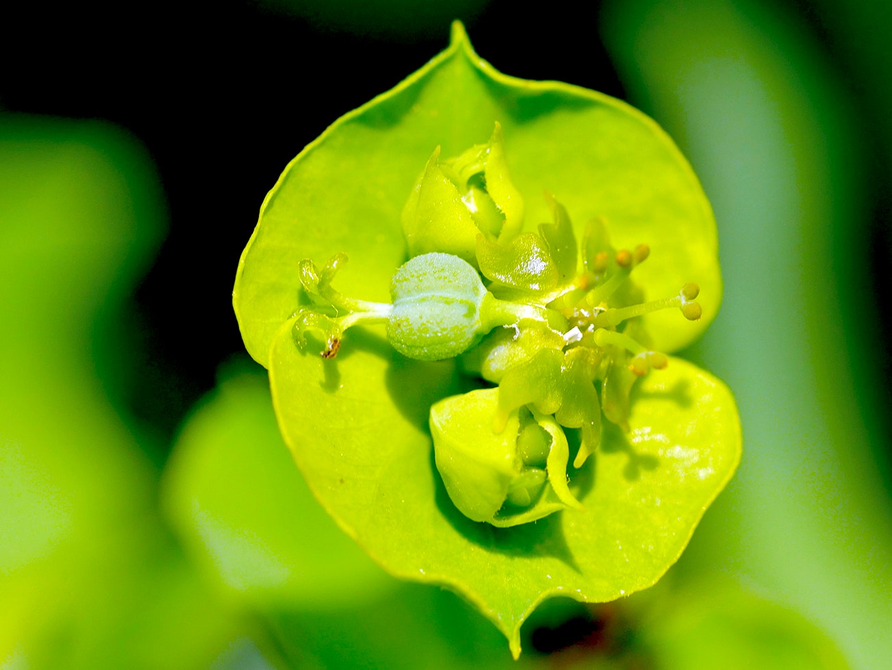 Close-up of a green flower with intricate stamen and petal details.