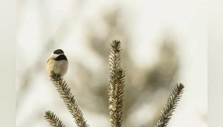 A small bird perched on a snow-dusted evergreen branch.