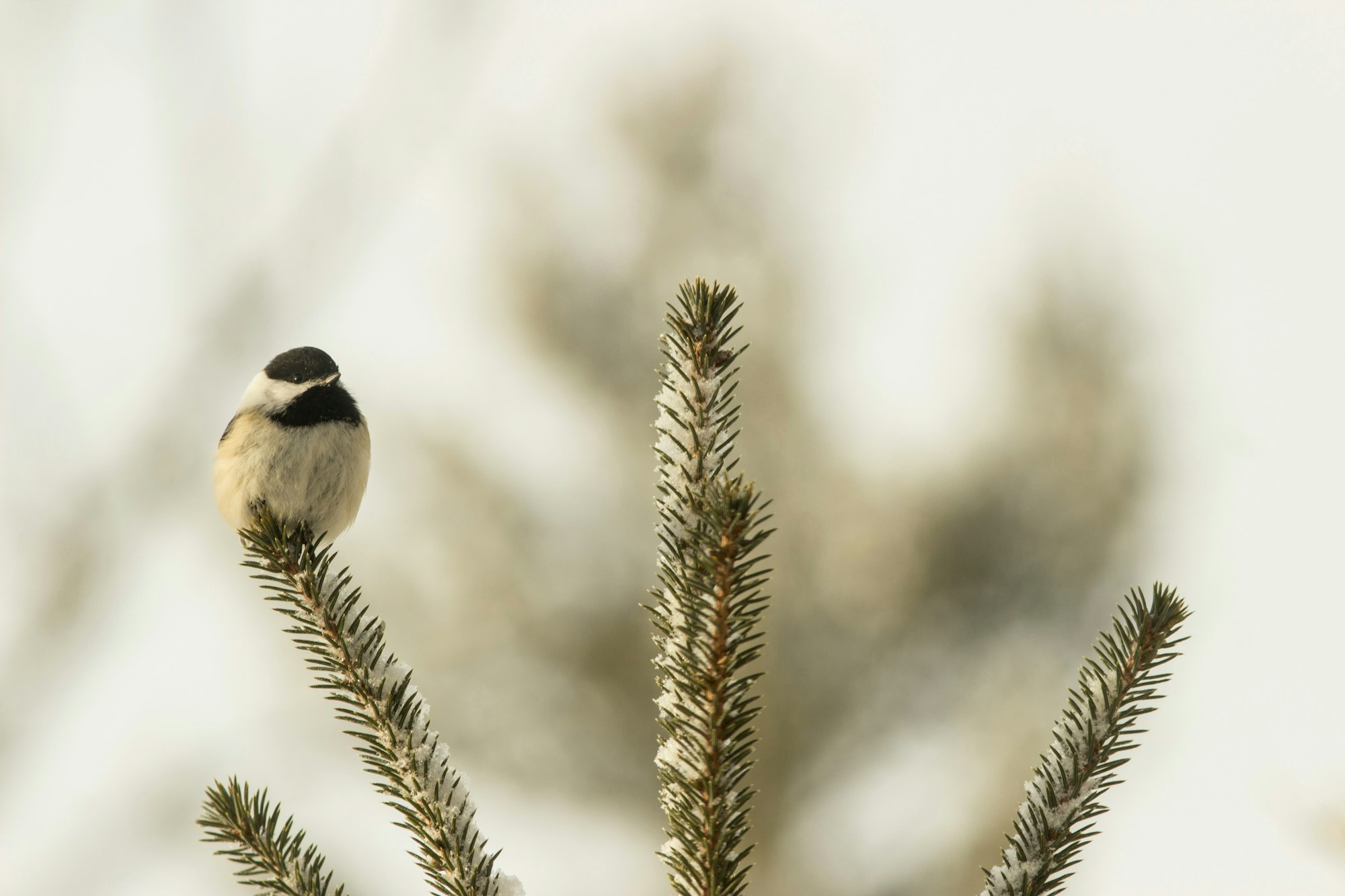 A small bird perched on a snow-dusted evergreen branch.