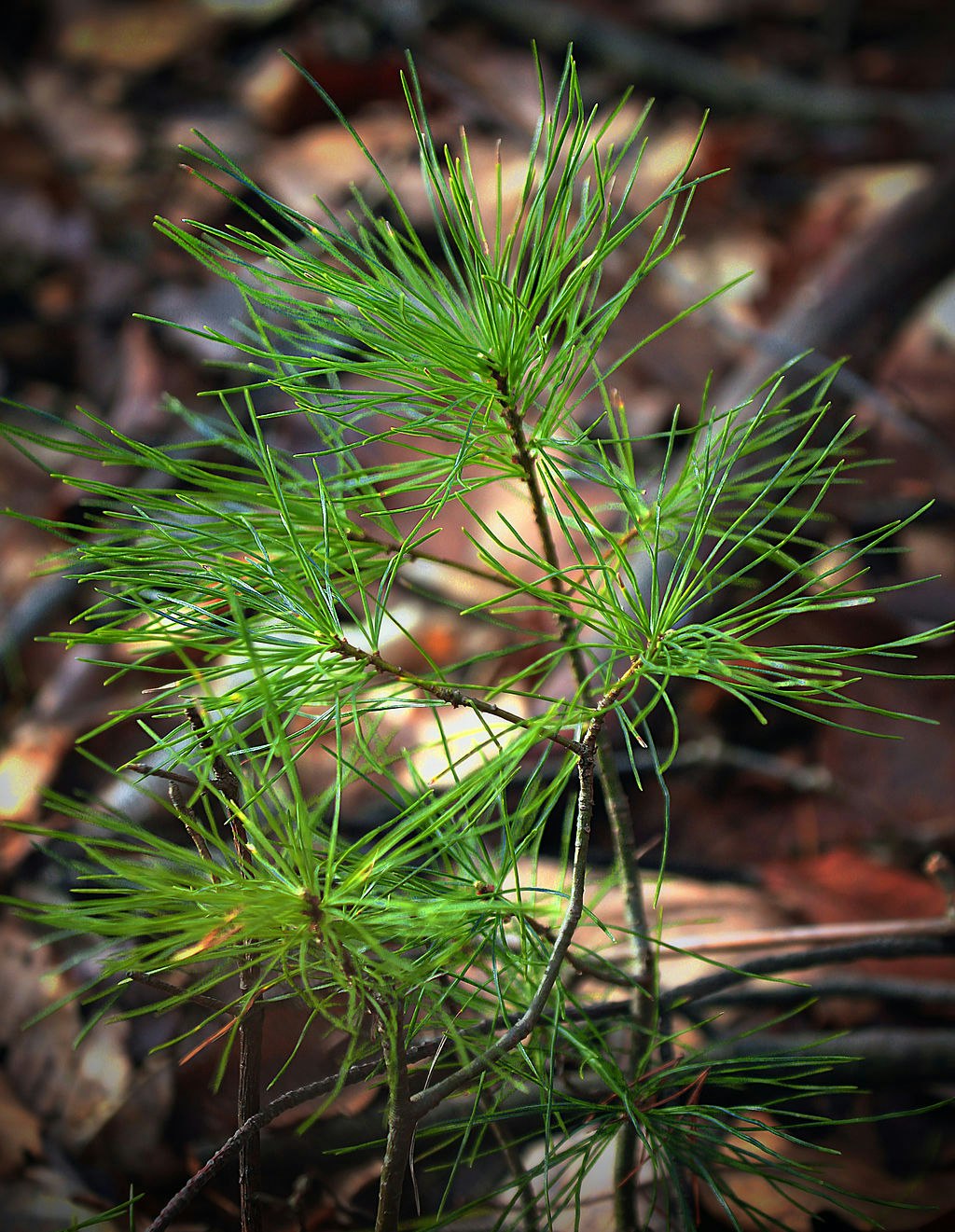 Close-up of green pine needles on branches against a blurred brown background.