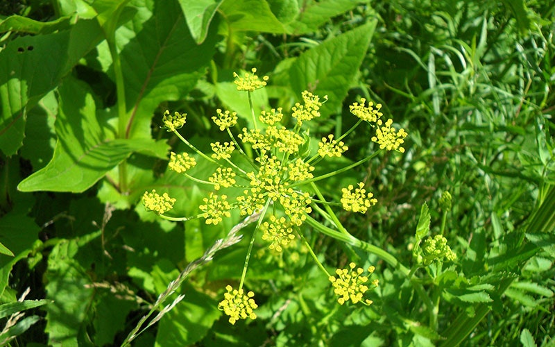 Yellow wildflower with small clusters surrounded by green leaves in a natural setting.